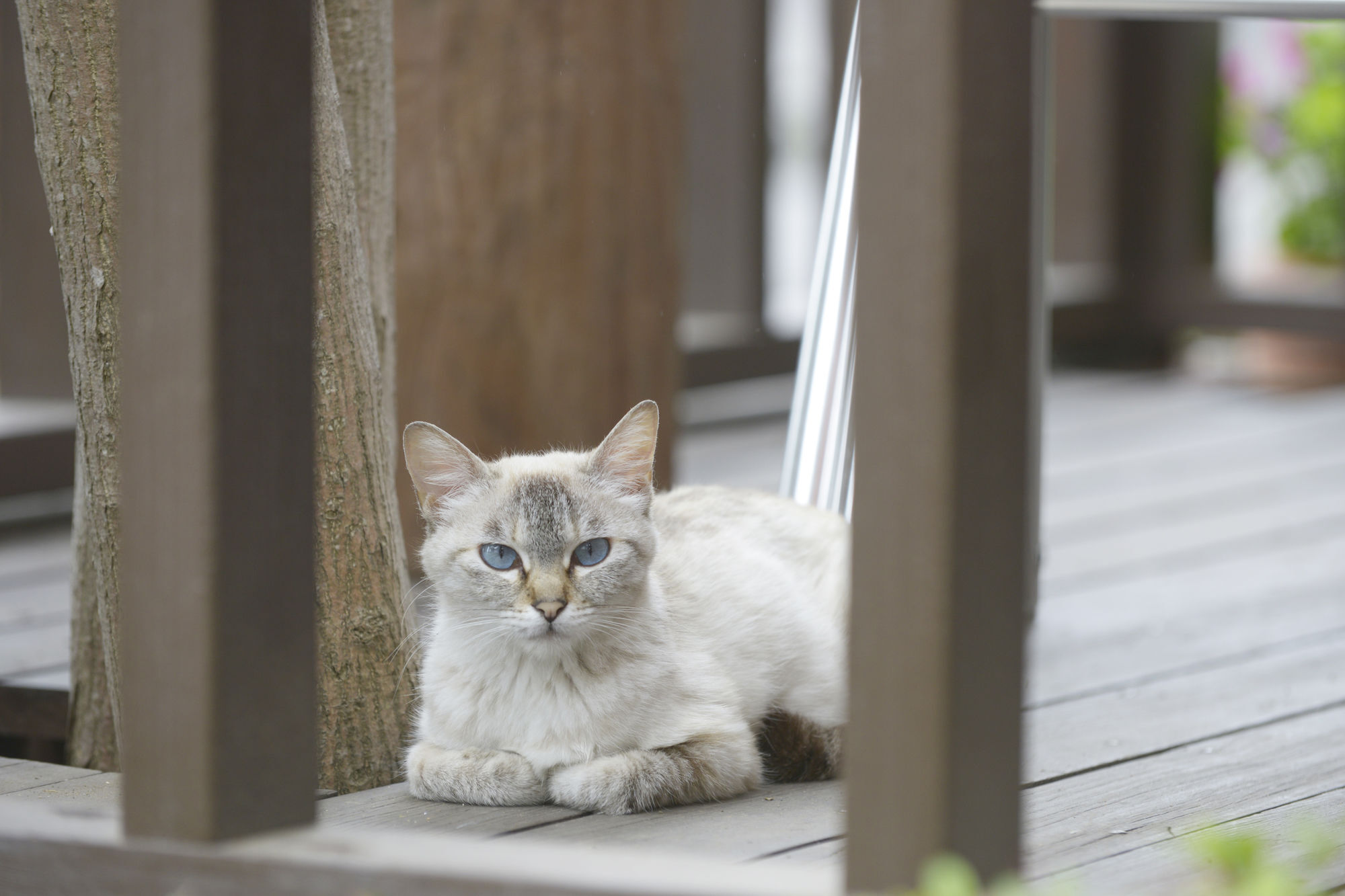 Kawaguchiko Country Cottage Ban Fudzsikavagucsiko Kültér fotó